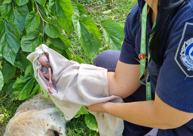 Baby joey held by RSPCA Rescue Officer in a towel